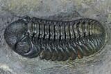Nice, Austerops Trilobite - Visible Eye Facets #165912-5